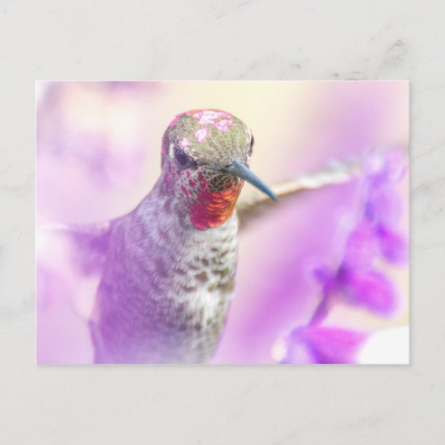 Pink Anna's Hummingbird Flying over Purple Flowers Postcard (Front)