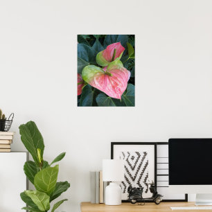 Pink Anthurium Flowers Floral Photographic Poster