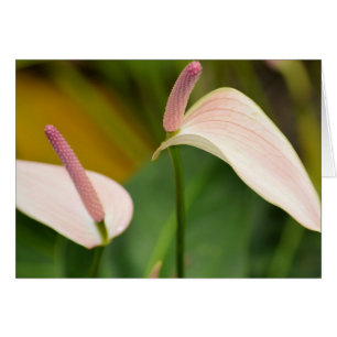 Pink Anthurium Flowers Kauai Hawaii