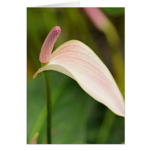 Pink Anthurium Flowers Kauai Hawaii