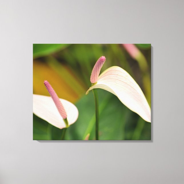 Pink Anthurium Flowers Kauai Hawaii Canvas Print (Front)