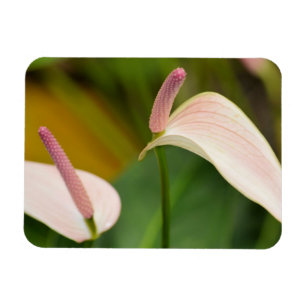 Pink Anthurium flowers Kauai Hawaii Magnet