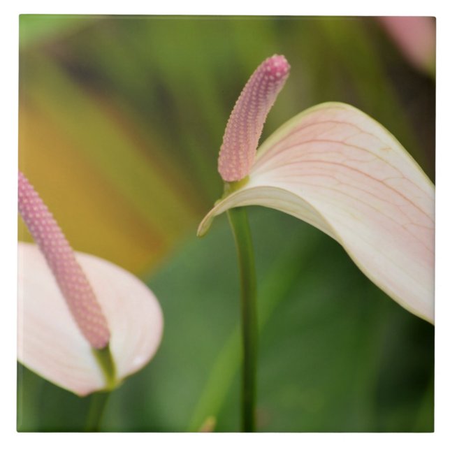Pink Anthurium Flowers Kauai Hawaii Tile (Front)