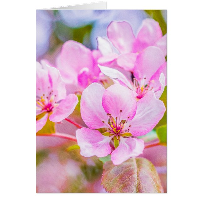 Pink Apple Blossom (Front)