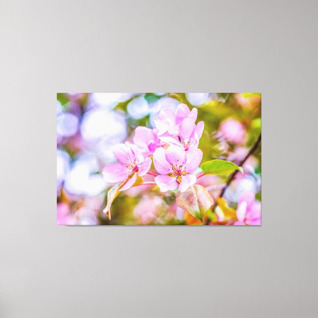 Pink Apple Blossom Canvas Print (Front)