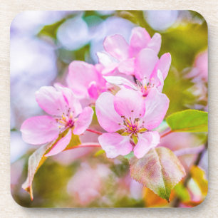 Pink Apple Blossom Coaster