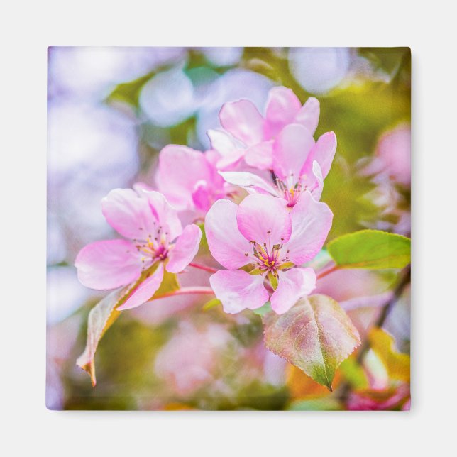 Pink Apple Blossom Magnet (Front)