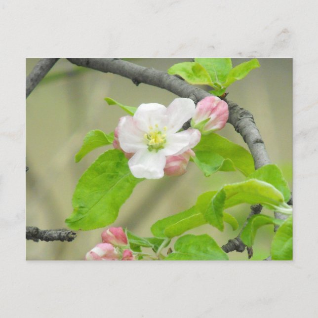 Pink Apple Blossom Postcard (Front)