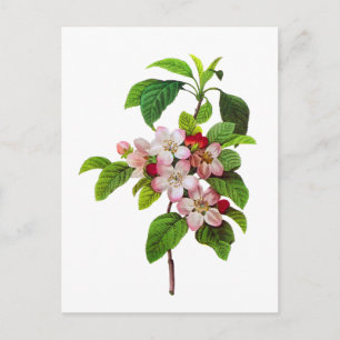 Pink Apple Blossoms by Pierre Jopseph Redoute Postcard