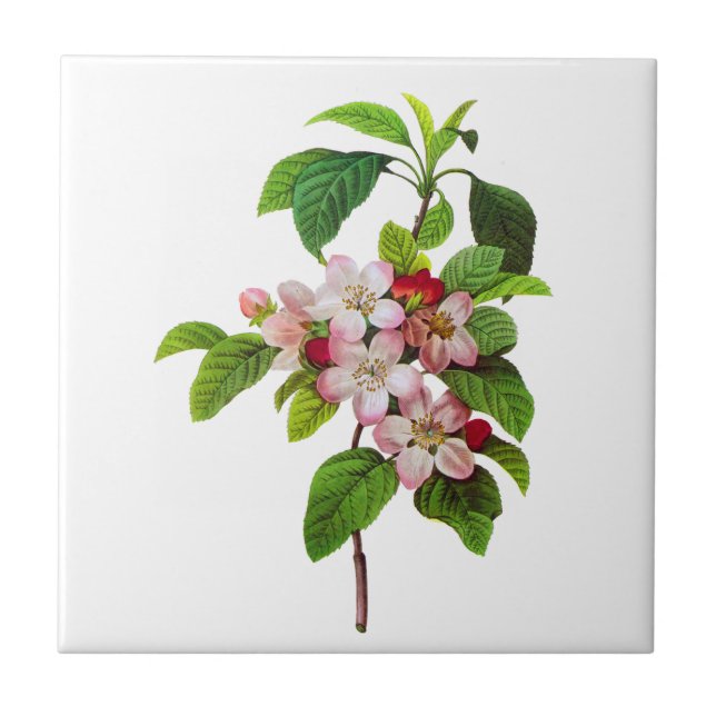 Pink Apple Blossoms by Pierre Jopseph Redoute Tile (Front)