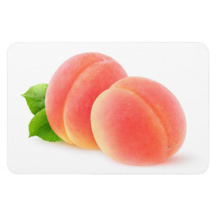 Pink apricots magnet