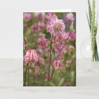 Pink aquilegia ...  card