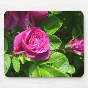 Pink aromatic rose flowers with green leaves mouse mat