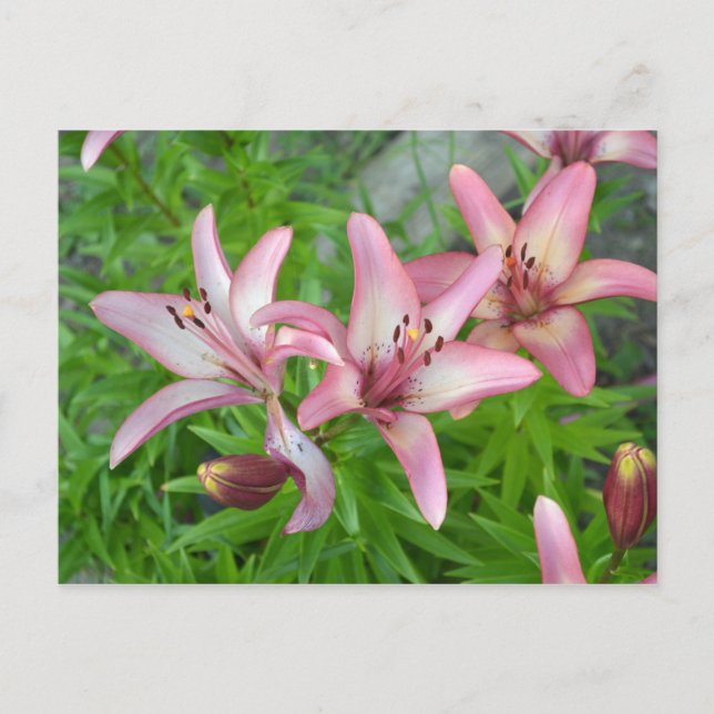 Pink Asiatic Lilies Postcard (Front)