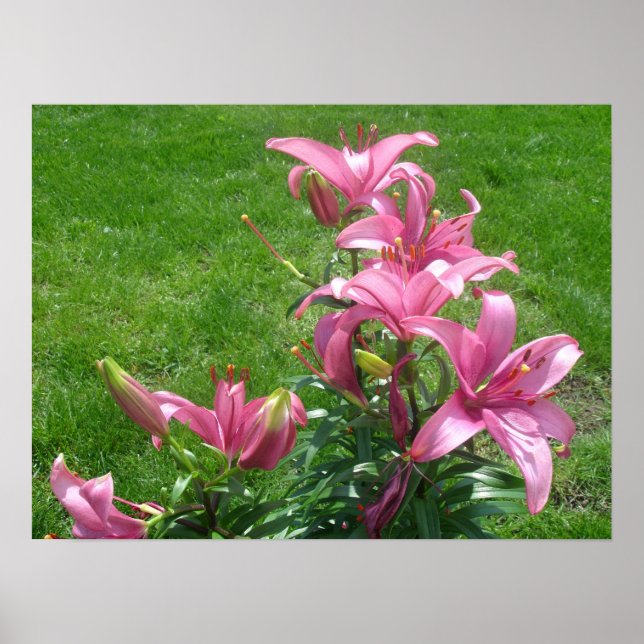 Pink Asiatic Lilies Poster (Front)