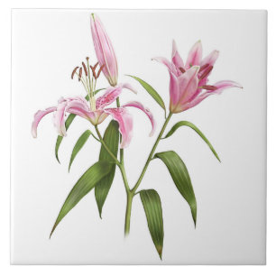 Pink Asiatic Stargazer Lily Botanical Art Tile