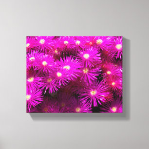 Pink Aster Flowers Canvas Print
