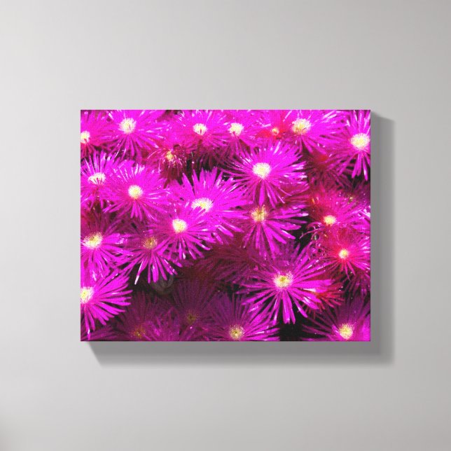 Pink Aster Flowers Canvas Print (Front)