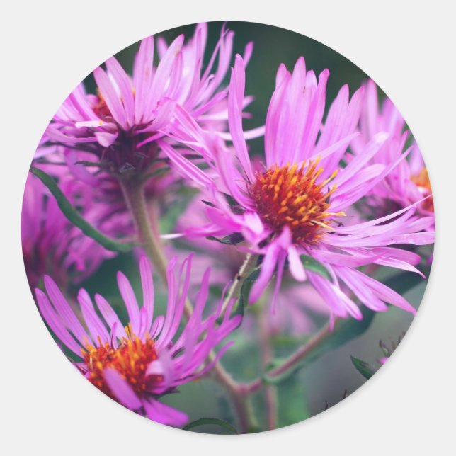 Pink Aster Flowers Classic Round Sticker (Front)