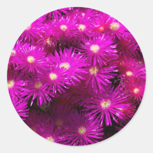 Pink Aster Flowers Classic Round Sticker