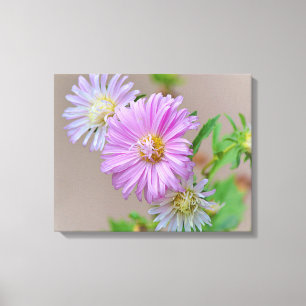 Pink Aster Flowers Floral Canvas Art Print