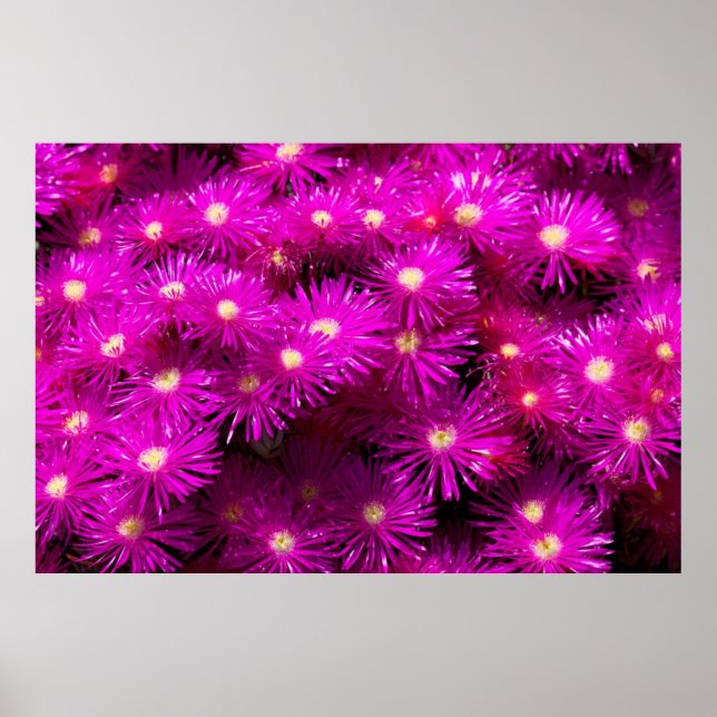 Pink Aster Flowers Poster (Front)