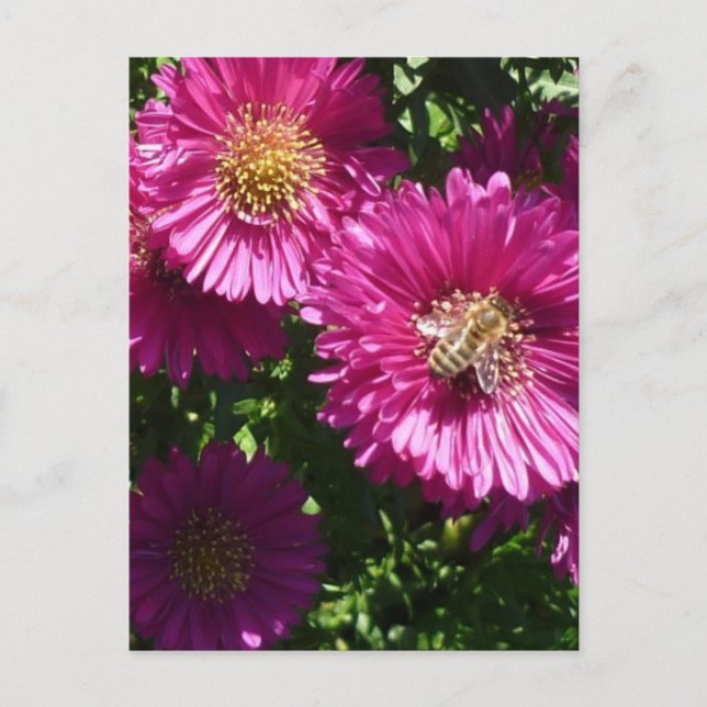 Pink Aster - Postcard (Front)