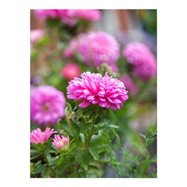 Pink Asters Flowers   Photo Print (Front)