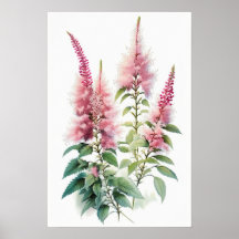 Pink Astilbe Flower Art Print Poster