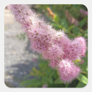 Pink Astilbe Flower Floral Square Sticker for Gard