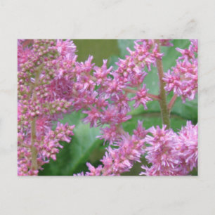 Pink Astilbe Flowers Postcard