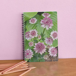 Pink Astrantia Blooms Floral Notebook