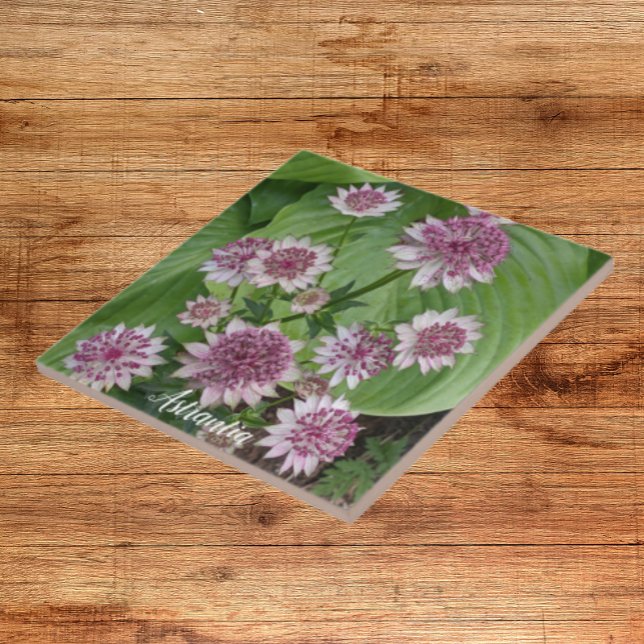 Pink Astrantia Blooms Floral Tile (In Situ)