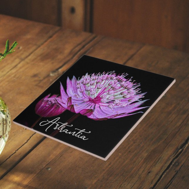 Pink Astrantia Flower on Black Background Floral Tile (In Situ)
