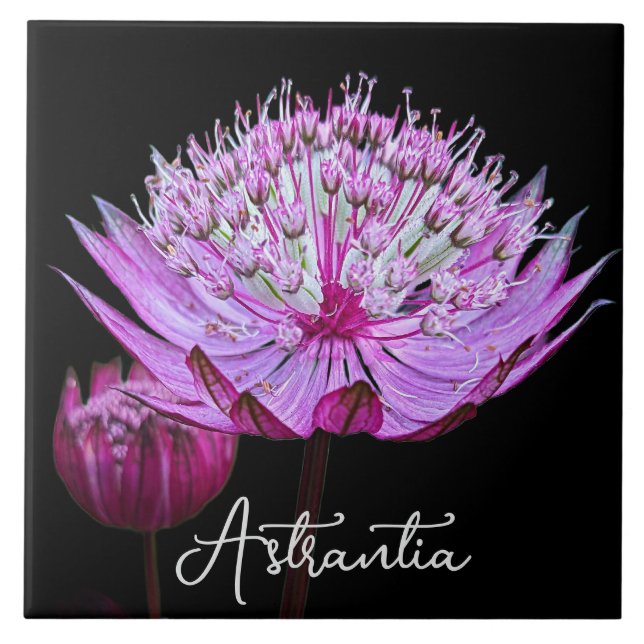 Pink Astrantia Flower on Black Background Floral Tile (Front)