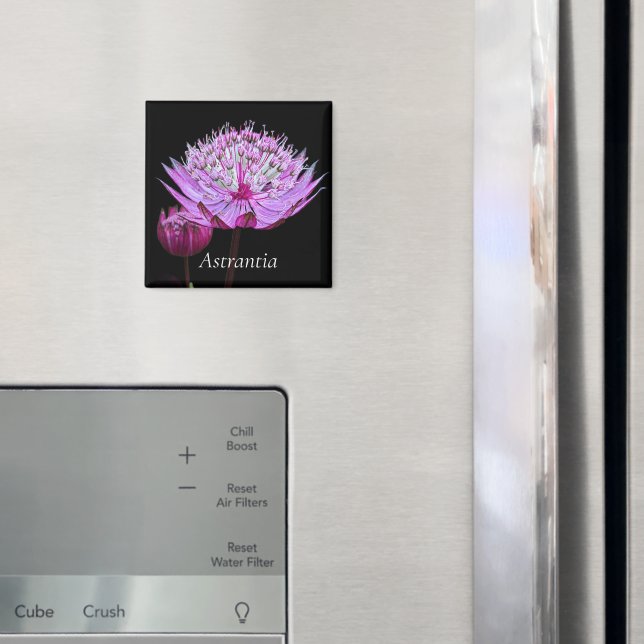 Pink Astrantia Flower on Black Floral Magnet (In Situ (Fridge))