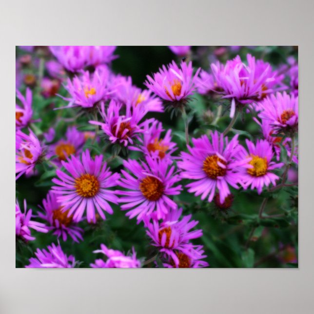 Pink Autumn Aster Flowers Orton Effect Poster (Front)