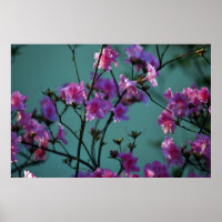 Pink Azalea and meaning