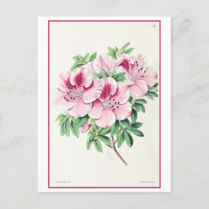 Pink Azalea Botanical Illustration Vintage Postcard