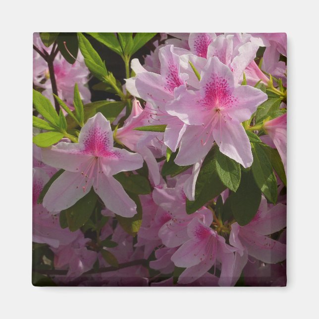 Pink Azalea Bush Spring Floral Magnet (Front)