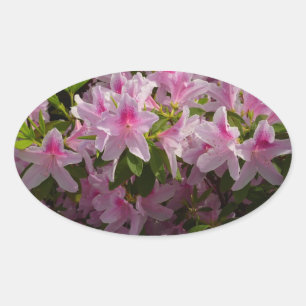 Pink Azalea Bush Spring Floral Oval Sticker
