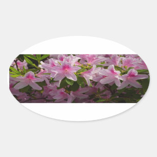 Pink Azalea Bush Spring Floral Oval Sticker