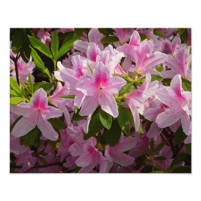 Pink Azalea Bush Spring Floral Photo Print (Front)