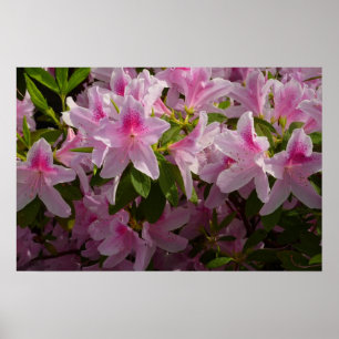 Pink Azalea Bush Spring Floral Poster