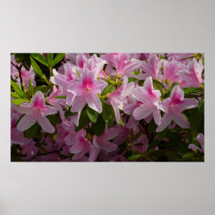Pink Azalea Bush Spring Floral Poster