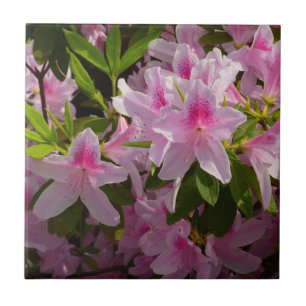 Pink Azalea Bush Spring Floral Tile