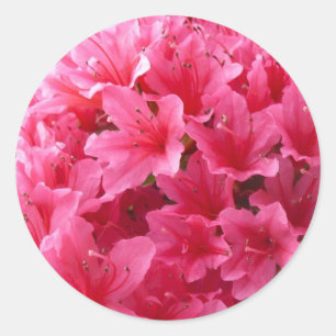 Pink Azalea Classic Round Sticker