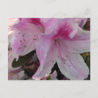 Pink Azalea Crop 2 Floral Photography Postcard