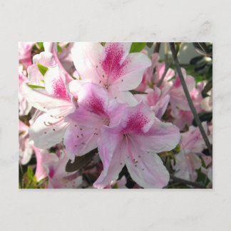 Pink Azalea Floral Photography Postcard