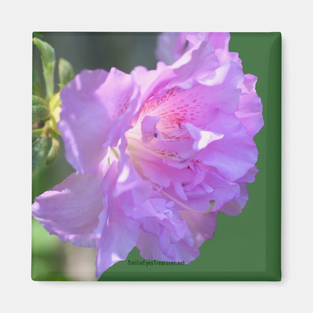 Pink Azalea Flower Photo Magnet (Front)